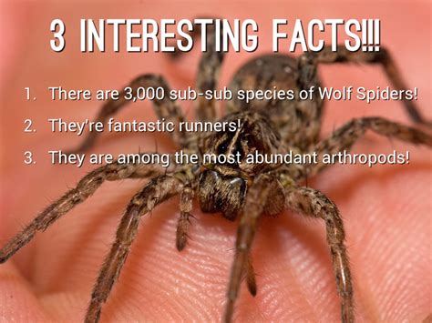Wolf Spider Facts