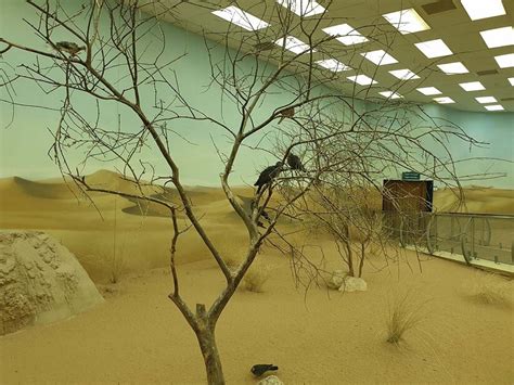 Sharjah Desert Park | A UAE Desert’s Secret Treasure