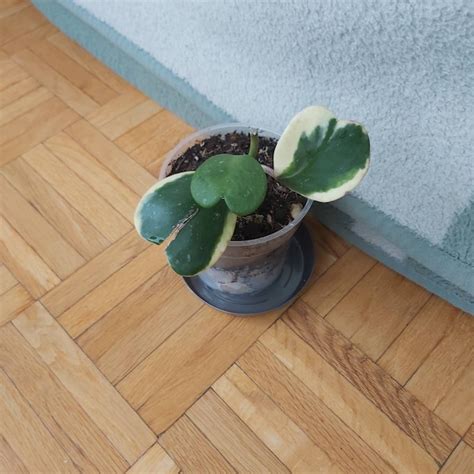 Extremely Rare Bird of Paradise White Monster - Etsy