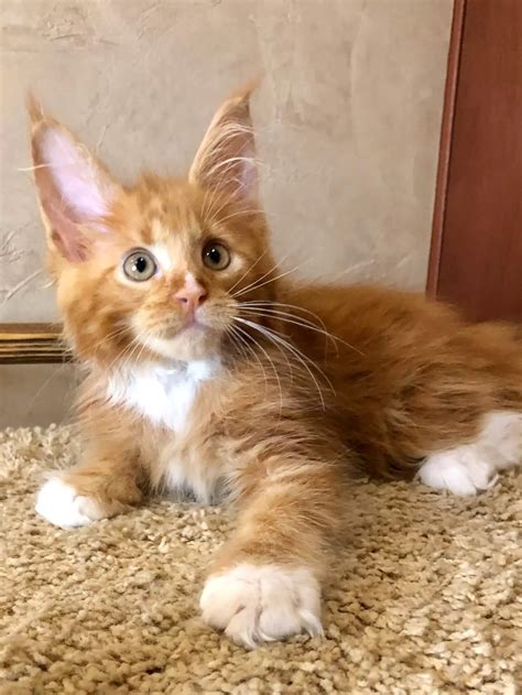 Wallace Maine Coon Kittens - Maine Coon Finder