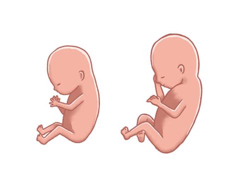 side view  female reproductive system cartoons stock