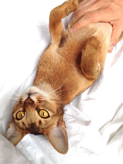 Abyssinian Cat - Chinara