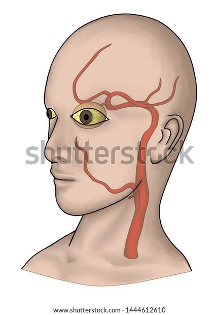 illustration shown vascular distribution supplying brain stock