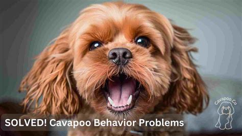 Cavapoo Training: How to Train Your Cavapoo • Cavapoo & Co