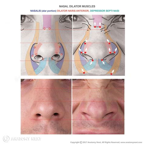 pin  anatomia humana rostro