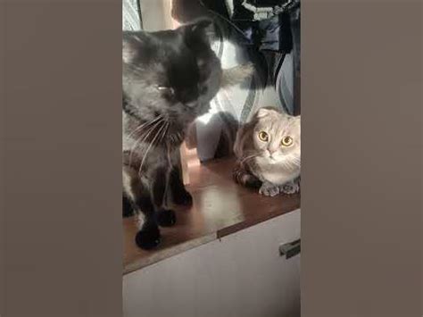 Миленькие котики - YouTube