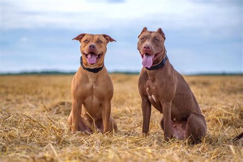 11 Most Popular Pitbull Bloodlines (With Pictures) - Bubbly Pet