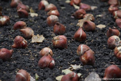 Bulb planting tips - Tulips in Holland