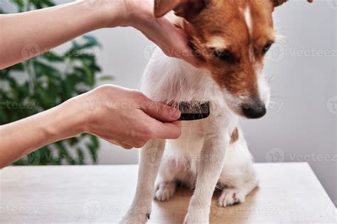 Woman brushing dog. Owner combing Jack Russell terrier. Pet care ...