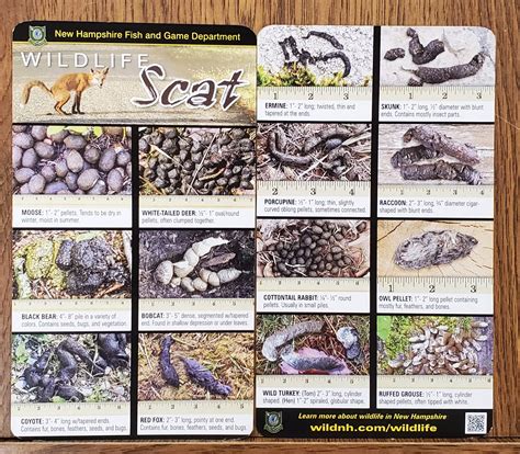 Lone Tree, a Scout Camp 1946-2022 | Kingston NH