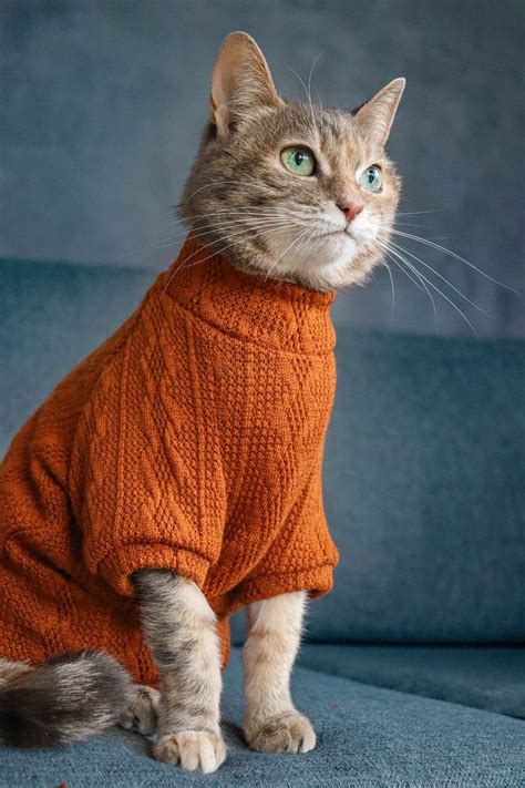 warm sweater  cat turtleneck  sphynx   cats breeds raglan