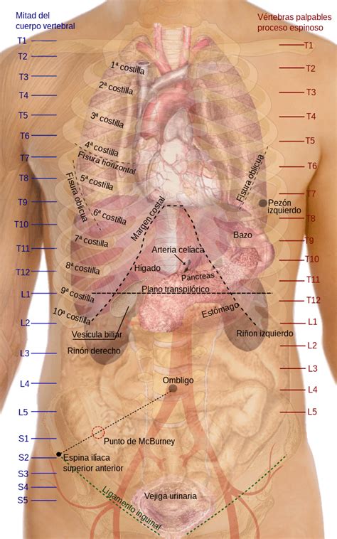 transpyloric plane anatomy practical  flashcards quizlet
