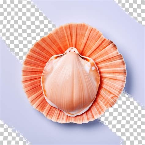 een schelp met een schelp op een blauwe achtergrond met het woord