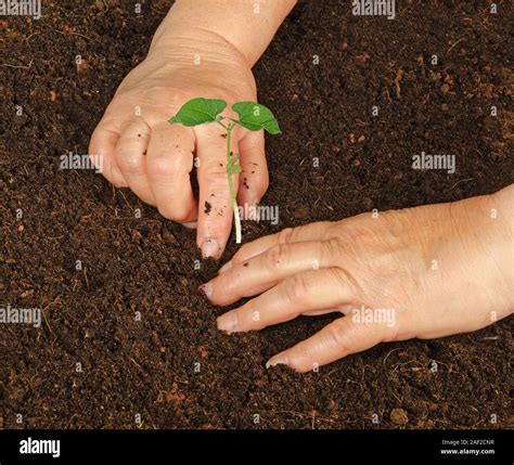 planting  bean plant stock photo alamy