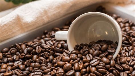 animals poop coffee beans caffe