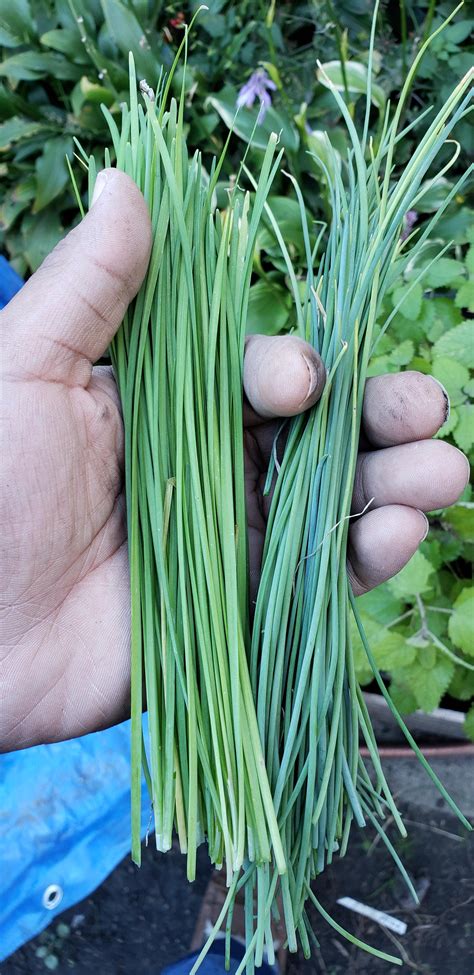 Garlic and regular chives 🙂 : r/gardening