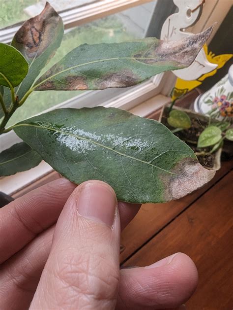 Laurel/bay leaf tree black spotting : r/plantclinic