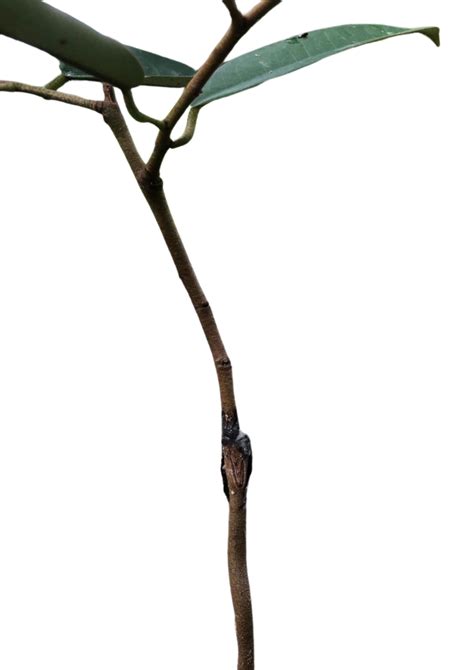 durian duri hitam  agrobiz