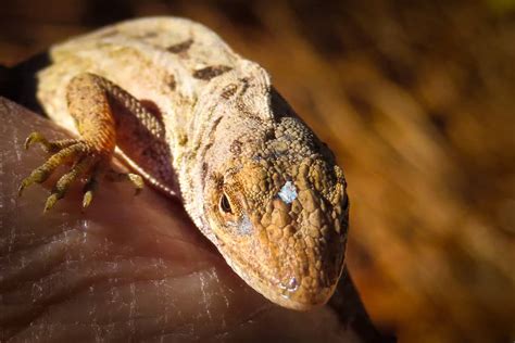 how to pronounce anole lizard