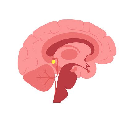 pineal gland sleepwake cycle stok vektoer sanati anatominin daha