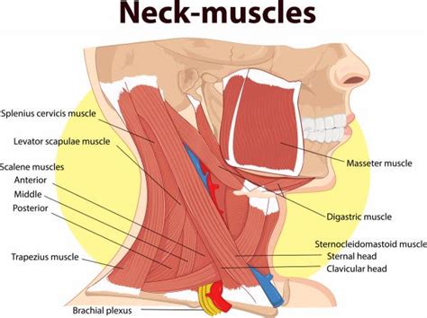 weak neck muscles making  hamstrings tight breaking muscle