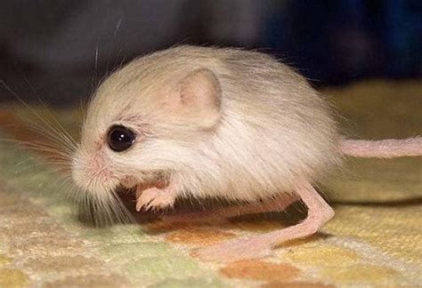 Baluchistan Pygmy Jerboa | Unsung Animals Wiki | Fandom