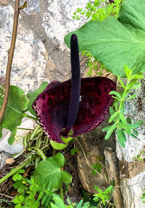 Dragon lily 🌸 🐉 Mystique and beauty combined in one bloom