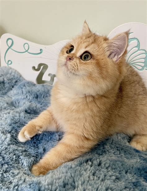 Itachi British Shorthair golden kitten for sale in South Carolina