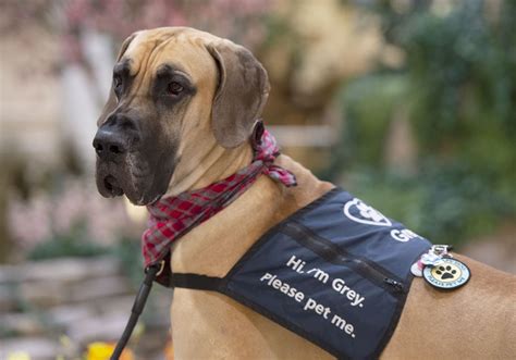 Gentle giant Grey the Great Dane is a popular — and busy — therapy dog ...