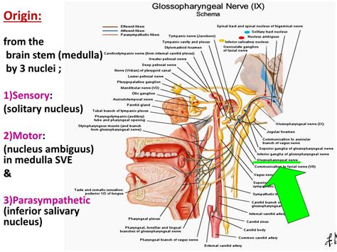 PPT - Glossopharyngeal and Vagus nerves PowerPoint Presentation, free ...