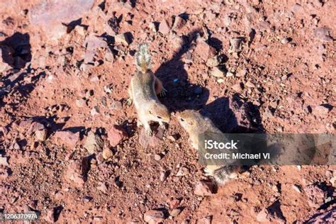 dua tupai kijang ekor putih menjelajahi tanah gurun berbatu foto stok