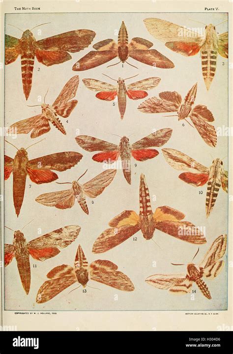comprehensive guide   identification  classification  moth