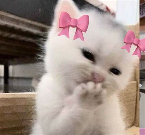 Cat Ribbons Memes