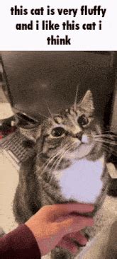 So Fluffy GIFs | Tenor