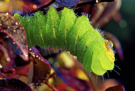 283 Polyphemus Moth Stock Photos - Free & Royalty-Free Stock Photos ...