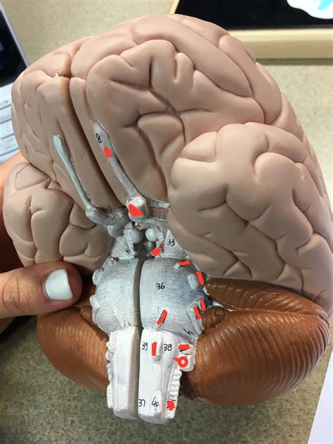 Cranial Nerve Model Diagram | Quizlet