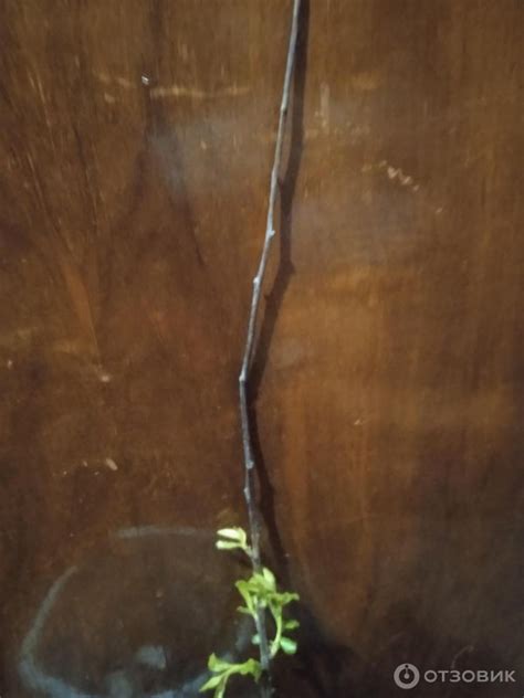 Отзыв о Ncsemena.ru - интернет-магазин "Русский огород" | Мошенники