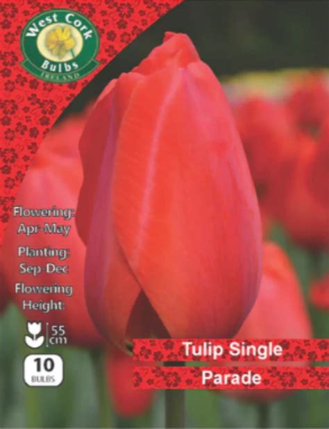 Parade Red Tulip Bulbs Ireland | Autumn Planting | Darwin Tulip – Seeds