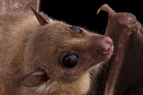 19 of the Cutest Bat Species
