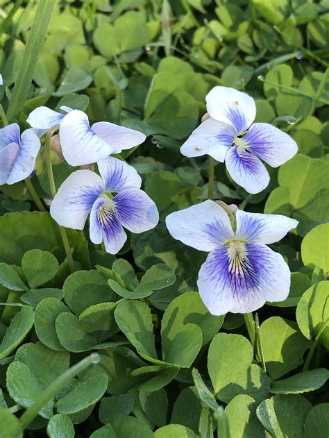 MAY 2019: COMMON BLUE VIOLET — Wild Edible Plant of the Month Club