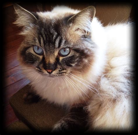 This is my lynx ragdoll cat puff :) | Ragdoll cat, Cats, Cute cats