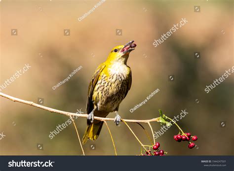 443 Oriole Eating Images, Stock Photos & Vectors | Shutterstock