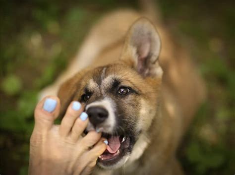 Should I Let My Dog Lick My Athletes Foot