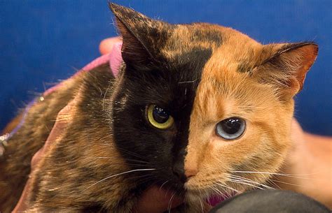 Venus the Two-Faced Cat Still a Mystery | National Geographic