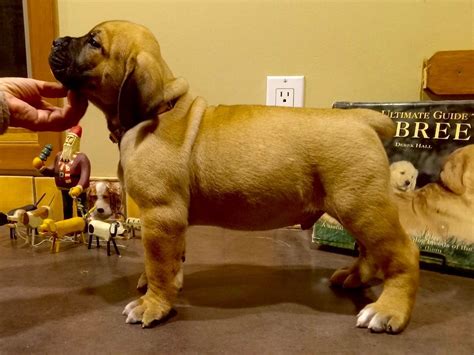 Boerboel Puppies For Sale