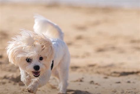 stop  maltese barking