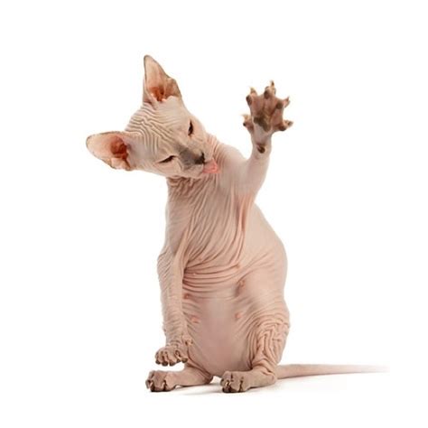 Donskoy - Race de Chat