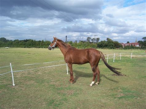 forum bank  equine rescue portal