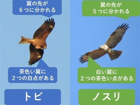 トビとノスリの違いと見分け方 | 野鳥情報.com