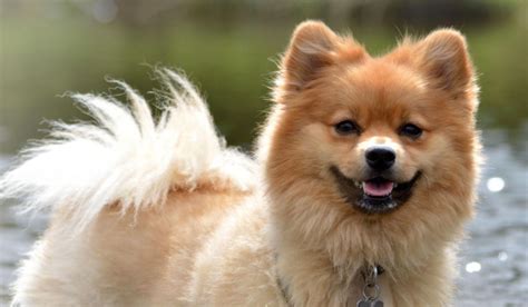 Klein German Spitz Dog Breed Guide | BorrowMyDoggy
